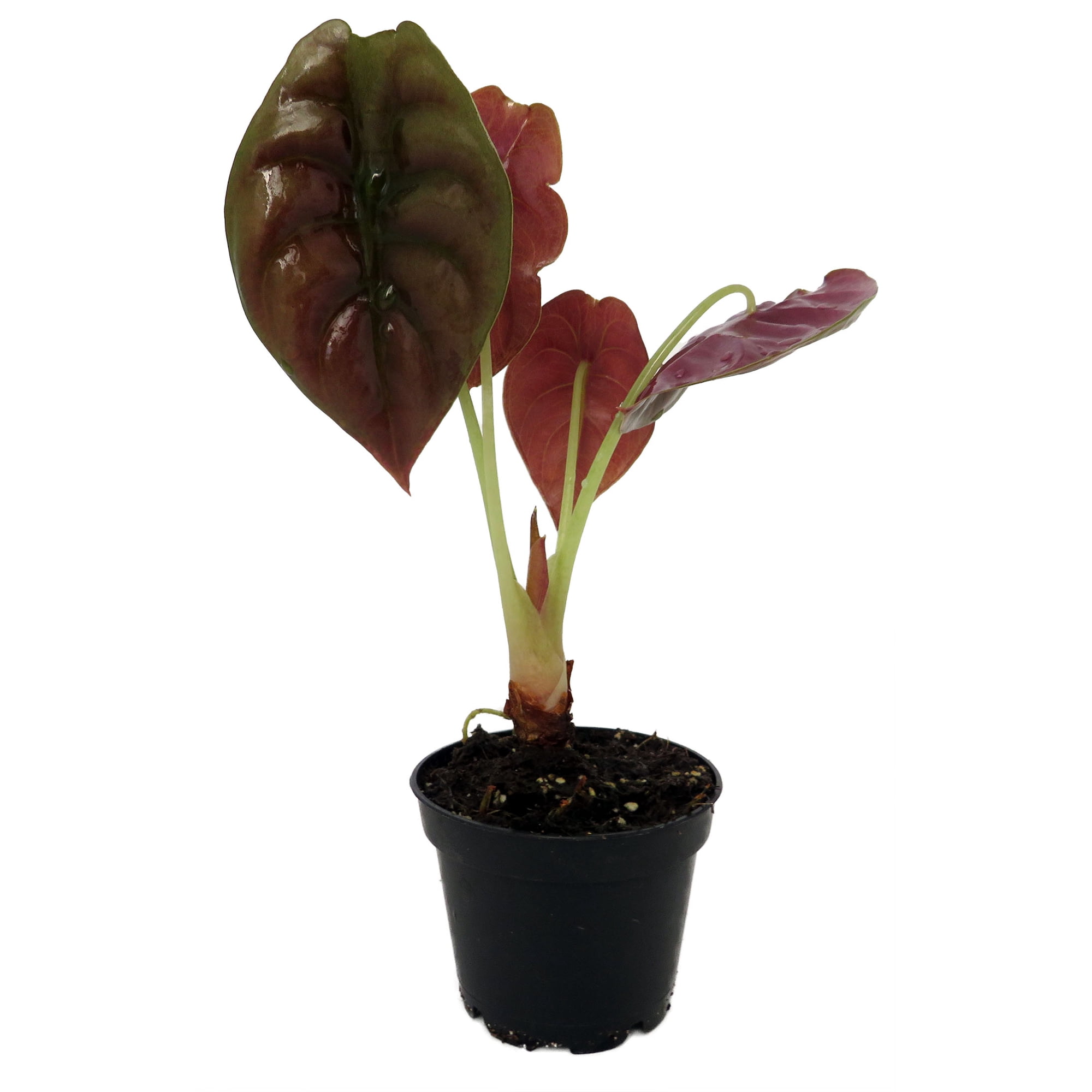 Rare Alocasia cuprea - Red Secret - 2.5" Pot - Collector's Series