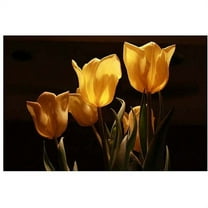 Trademark Fine Art "Yellow Tulips VIII" Canvas Art by Martha Guerra, 16x24