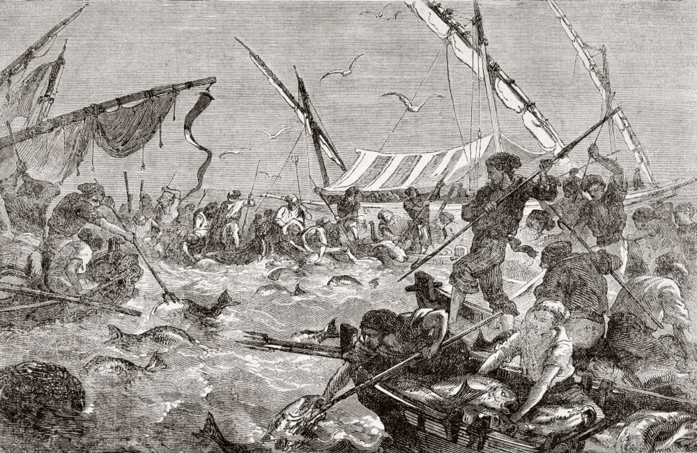 Catching Tuna Fish Using The Almadraba System Here Used By French Fishermen On The Provence Coast In The 19Th Century Still Used In Spain Today From Lunivers Illustre Published In Paris In 1868 Canvas