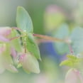 thumbnail image 3 of Mahan, Kathy 20x20 Black Modern Framed Museum Art Print Titled - Dew Covered Oregano I, 3 of 5