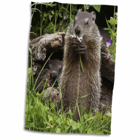 USA, Minnesota, Sandstone. Groundhog feeding on a flower. 15x22 Hand Towel twl-190777-1