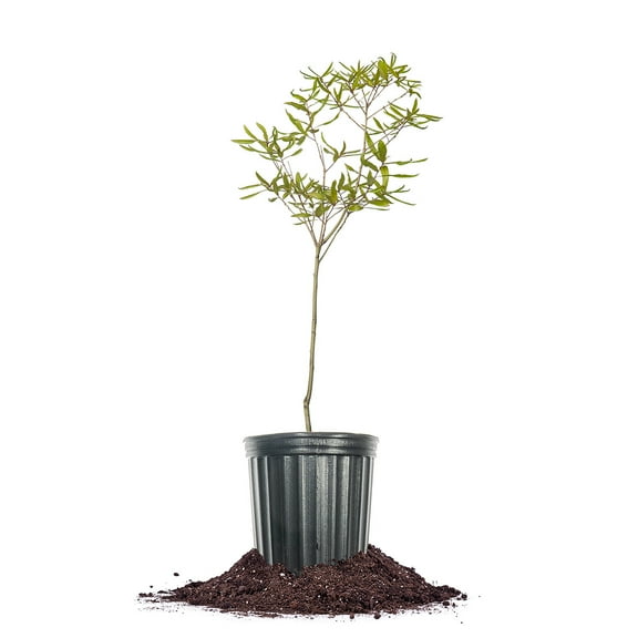 Perfect Plants Willow Oak Tree 1 Gallon
