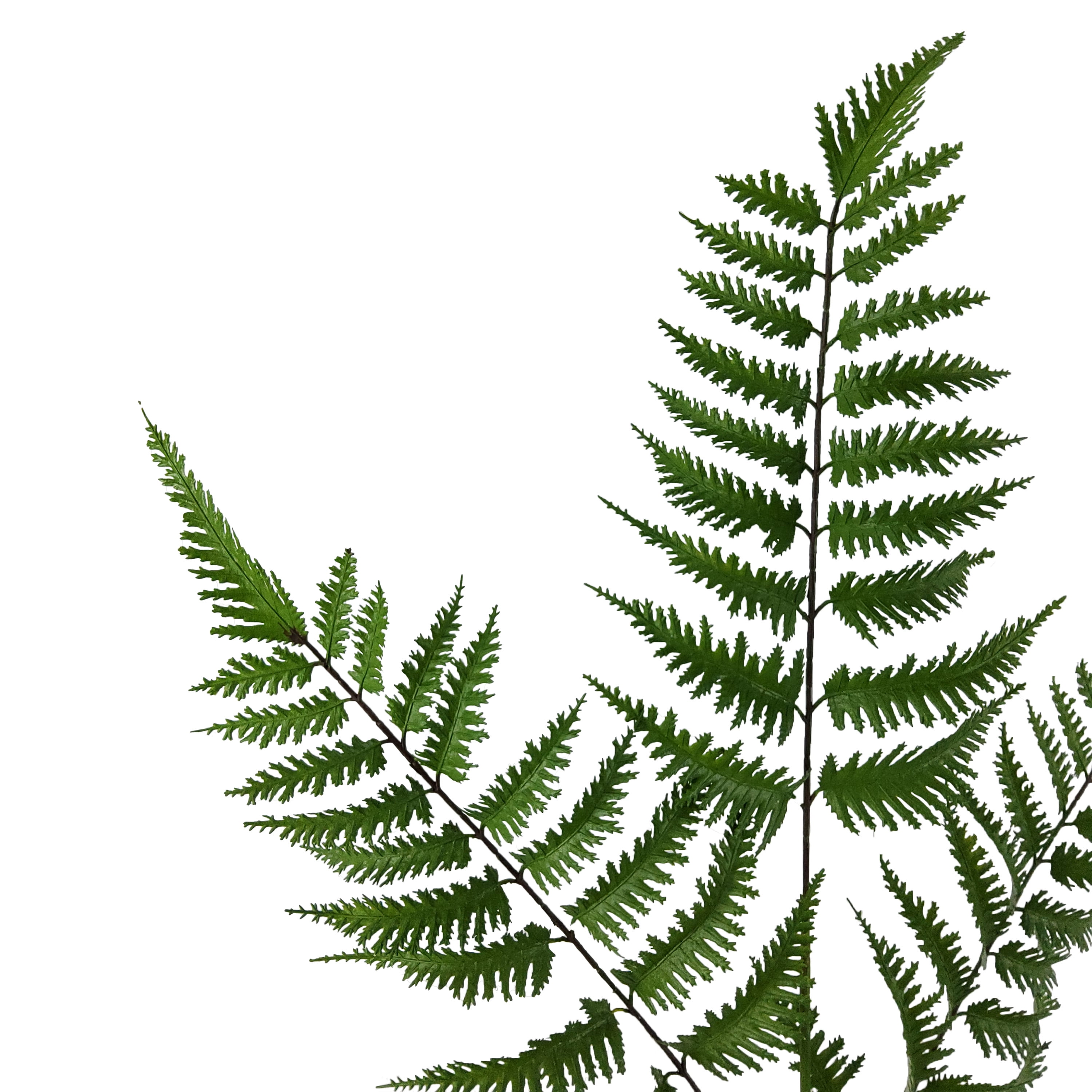 Mainstays 35" Artificial Green Fern Stem, Pot Not Included.