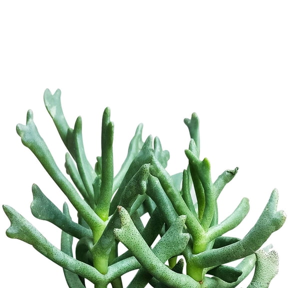 Elkhorn Plant Rhombophyllum (2"  Plastic Pot) - Tiny, Lovely, Easy to Care Succulents - Live Succulents for Home Office