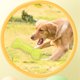 thumbnail image 3 of Juguete Para Masticar Para La Dentición De Cachorros, Goma Indestructible Con Forma De Hueso única, Juguete Para Masticar Para Perros, Resistente A Las Mordeduras, Dientes, 3 of 7