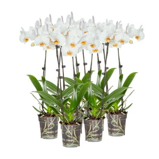 Just Add Ice 20-Pack Mini Assorted White Orchids Live Plant Party