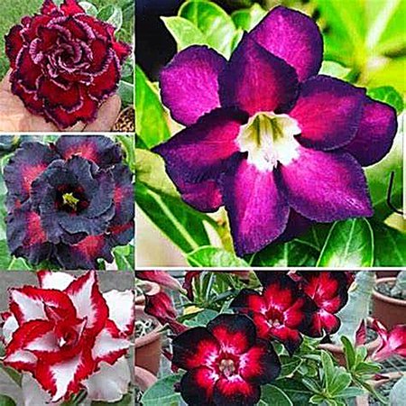 Desert Rose Pots to Grow Fall or Spring Indoor or Outdoor(Desert Rose for Planting) Continuously, Drought Tolerant,Desert Rose For Sale