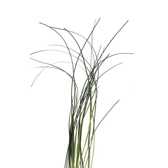 Bloomingmore Everyday Greenery Bear Grass - Fresh Cut - 10 Bunches