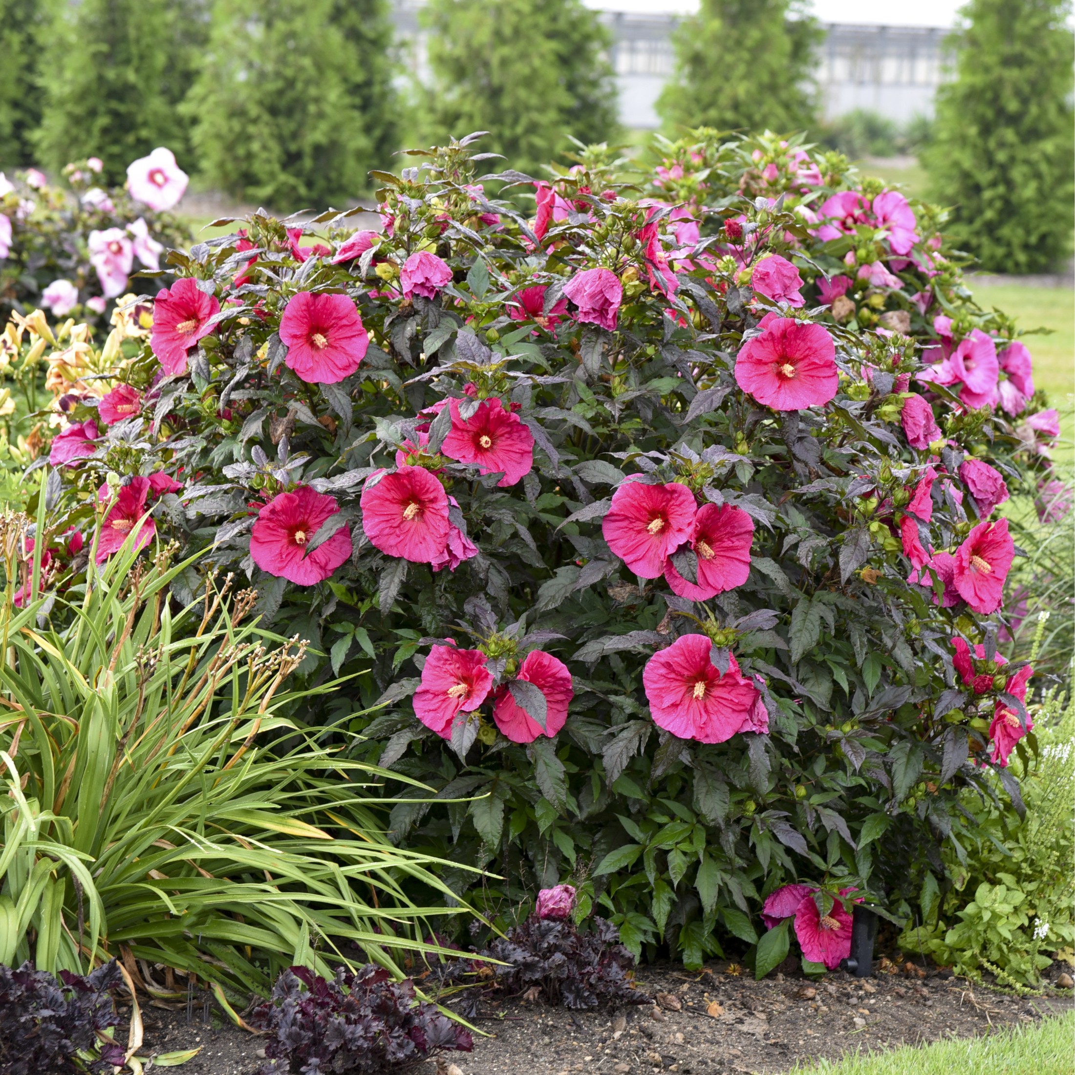 Proven Winners 18" Pink Summerific 'Evening Rose' Rose Mallow Live Plant in 8.88" Pot