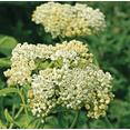 thumbnail image 3 of Pack 2 White Milkweed Plants Asclepias Tuberosa Flower Live Plants Tropical Milkweed Plants 4-6 Inch Tall - Ship No Pot, 3 of 7