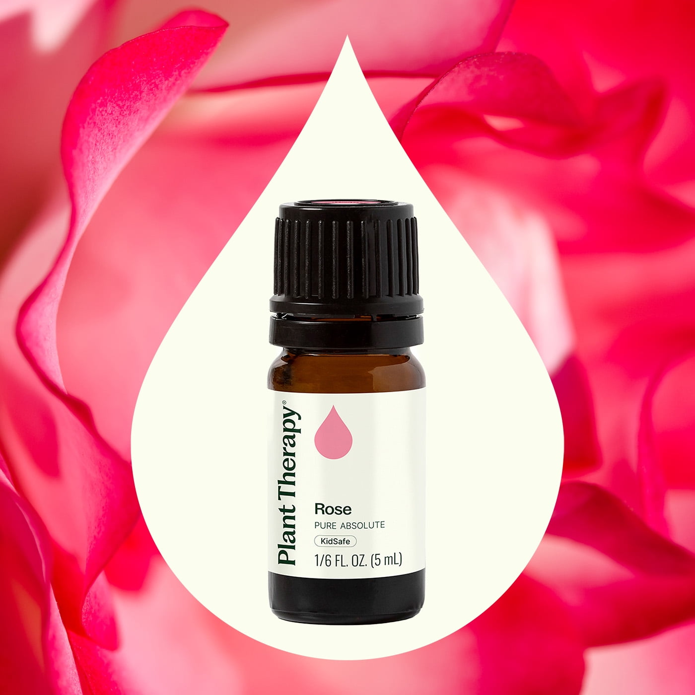 Plant Therapy Pure Rose Absolute Essential Oil 100% Pure, Undiluted, Natural Aromatherapy, Natural Aromatherapy 5 mL (1/6 oz)