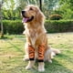 thumbnail image 4 of Manga de Recuperación de Cirugía para Perros para Patas Delanteras Suave Acolchado para Codo de Perro Transpirable Evita Lamer las Piernas Delanteras del Perro Protector de ANGGREK  Otros, 4 of 8