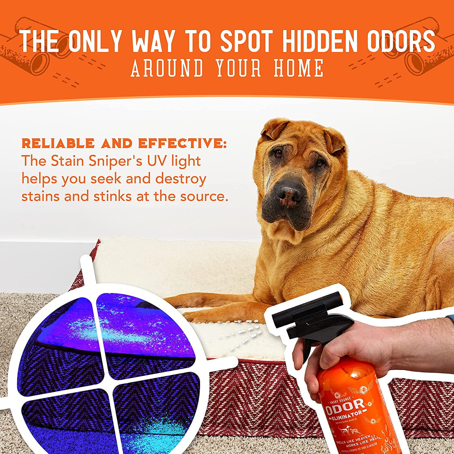 Will A Blacklight Show Dog Pee