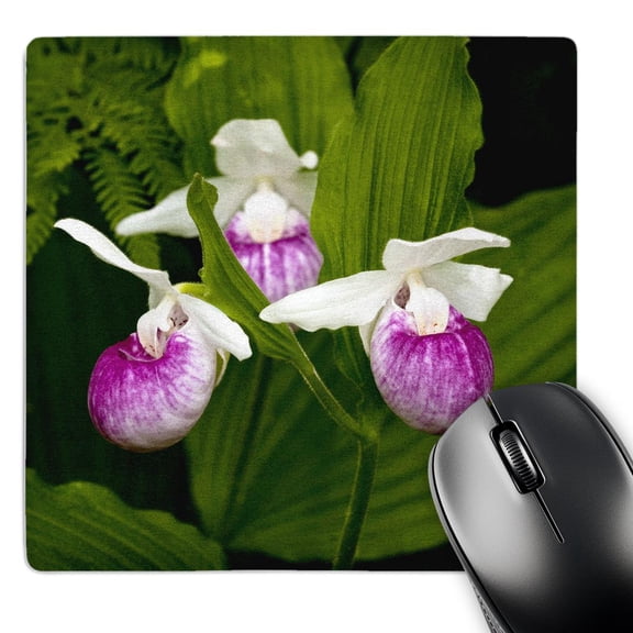 3dRose, MN, Itasca SP, Showy Lady-Slipper flower - US27 PHA0000 - Peter Hawkins, MousePad