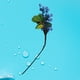 thumbnail image 5 of BRIGHTFUFU Plantas de frutas decorativas de simulación de mini bayas falsas de arándanos realistas artificiales (azul), 5 of 7
