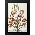 thumbnail image 2 of Ehret, George Dionysius 13x18 Black Modern Framed Museum Art Print Titled - Lilium - Plantae Selectae, 2 of 5