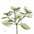 thumbnail image 2 of Koetsier, Albert 20x20 Gold Ornate Wood Framed with Double Matting Museum Art Print Titled - Green Leaves in Bloom 2, 2 of 4