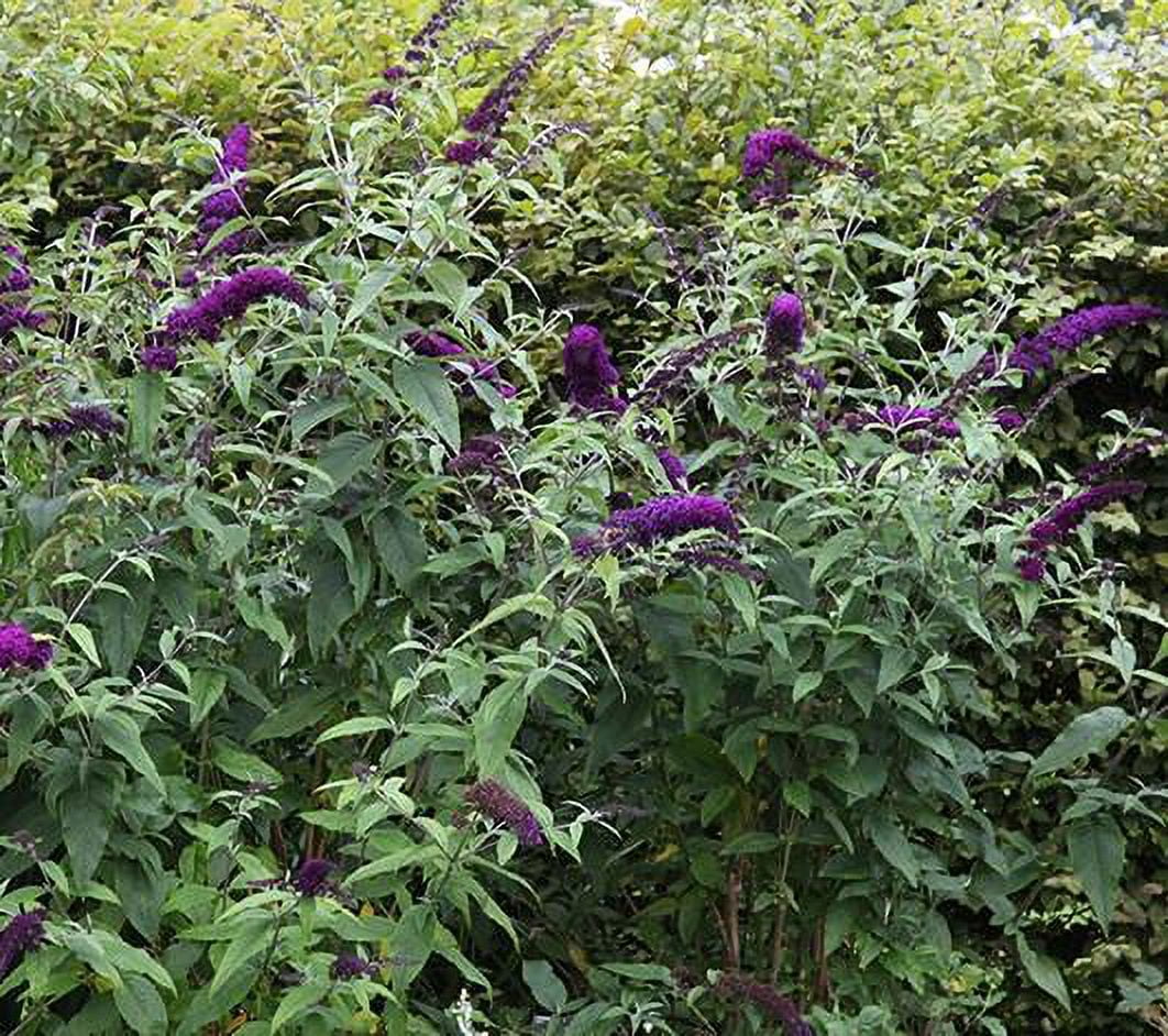 Black Knight Butterfly Bush ( Buddleia ) - Live Plant ( 2.5 QT )