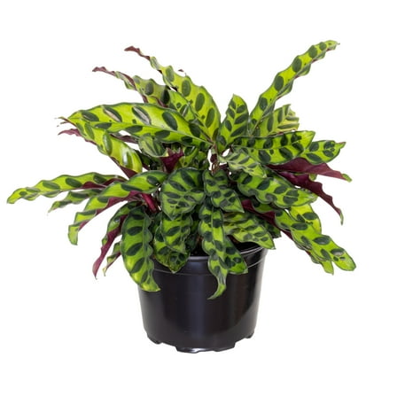 United Nursery Live Calathea Rattlesnake in 6 inch Grower Pot, Pet-Friendly, Requires Indirect Light