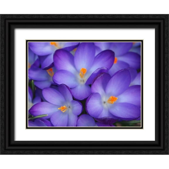 Miller, Anna 24x19 Black Ornate Wood Framed with Double Matting Museum Art Print Titled - Purple Crocus Flowers