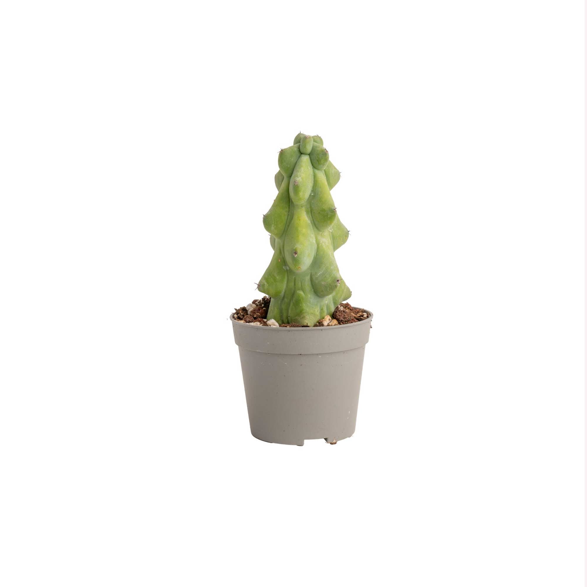 Costa Farms 5" Tall Fukuro Cactus Live House Plants in 2" Grower Pot