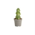 thumbnail image 3 of Costa Farms 5" Tall Fukuro Cactus, Bright Direct Sunlight, Indoor Live House Plants, Grow Pot, 3 of 9