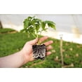 thumbnail image 6 of Soil Moist SAP Super Absorbent Polymer Water Storing Crystals Gel for Plants 45 Pounds, 6 of 12