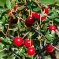 thumbnail image 6 of Wowza! Dwarf Bush Cherry Fruit Bearing Starter Plant, 1 plant per offer, 6 of 7