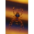 thumbnail image 2 of Terrill, Steve 23x32 White Modern Wood Framed Museum Art Print Titled - OR, Portland Common garden spider illuminated, 2 of 4