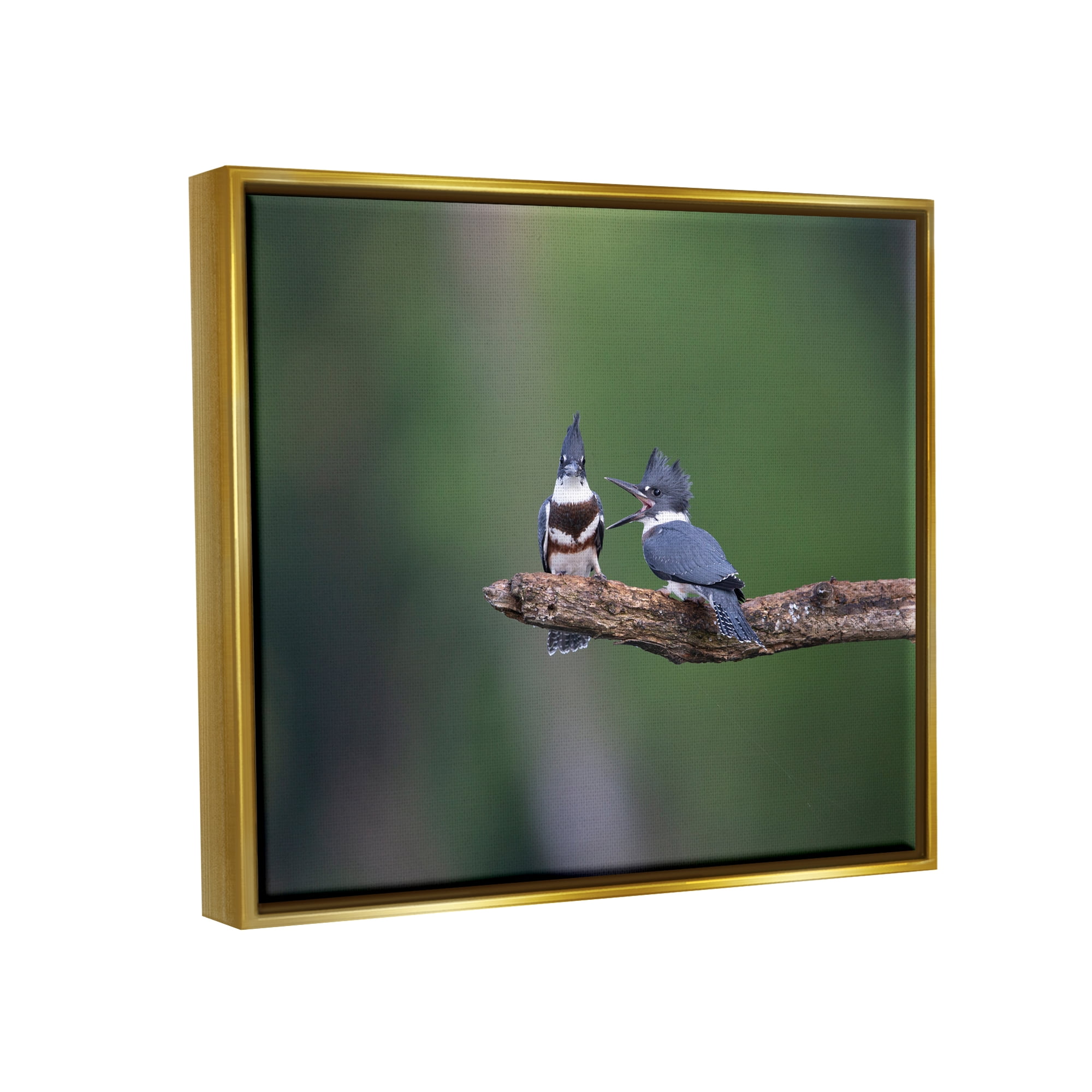 Stupell Industries Blue Jays on Branch Animals & Insects Photography Gold Floater Framed Canvas Art Print Wall Art, 31 x 25