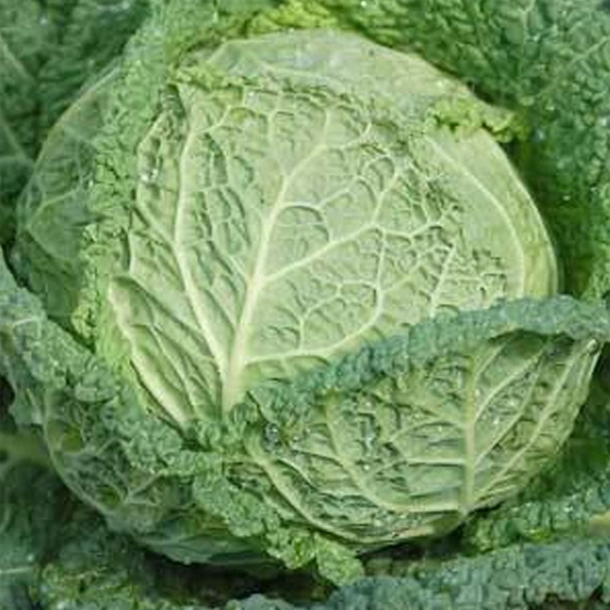 Perfection Drumhead Savoy Cabbage Seed 1 g 220 Seeds Heirloom
