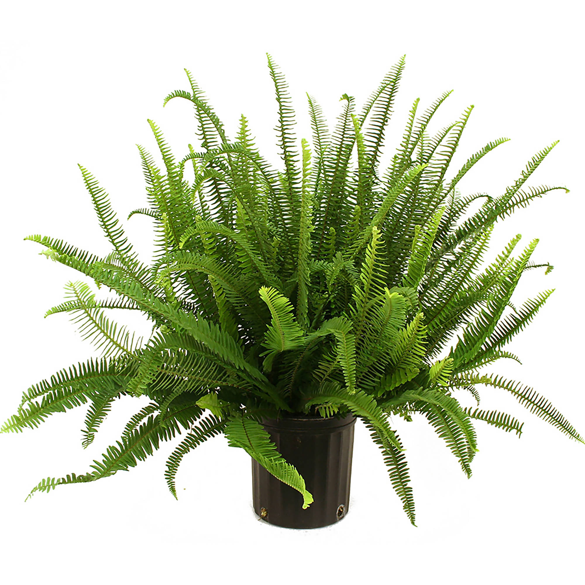 Costa Farms Live Indoor 2ft Tall Green Kimberly Queen Fern Indirect Costa Farms Live Indoor 2ft Tall Green Kimberly Queen Fern Indirect