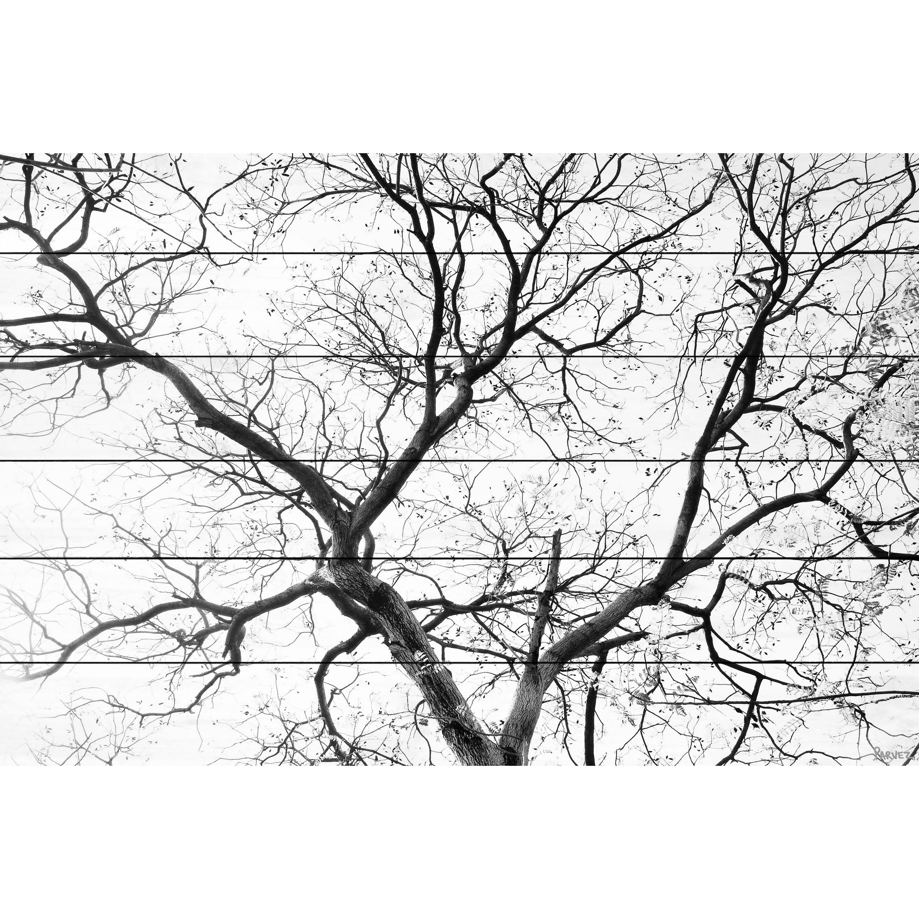 Parvez Taj Pt-Wnpw- 111 - Ww - 45, 30" x 45" "Black Branches" Art Print On White Wood