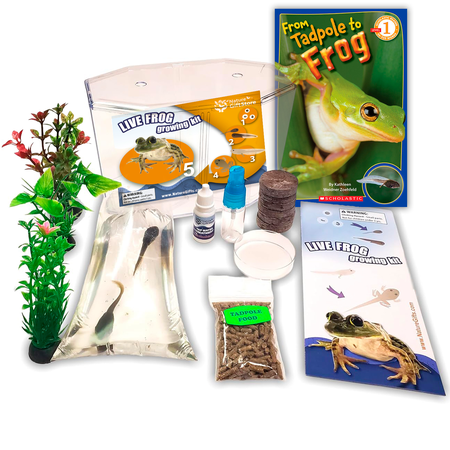Live Tadpole to Frog Kit with Habitat – Includes 2 Tadpole Certificate, Food, Book & Instructions – Complete Frog Growing Kit for Kids STEM Learning
