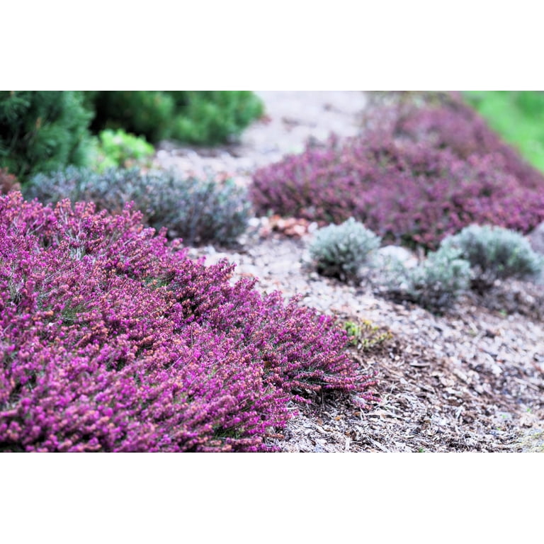 100 Scotch True HEATHER Shrub Scot's Purple Pink Flower Calluna Vulgaris Seeds