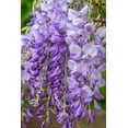 thumbnail image 2 of Engelbrecht, Jim 17x24 Gold Ornate Wood Framed with Double Matting Museum Art Print Titled - Wisteria, 2 of 4
