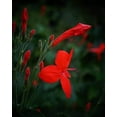 thumbnail image 4 of Red Elegant Brazilian Petunia  Ruellia Elegans  30 Live Plants  Butterfly Hummingbird Attracting Foliage, 4 of 8