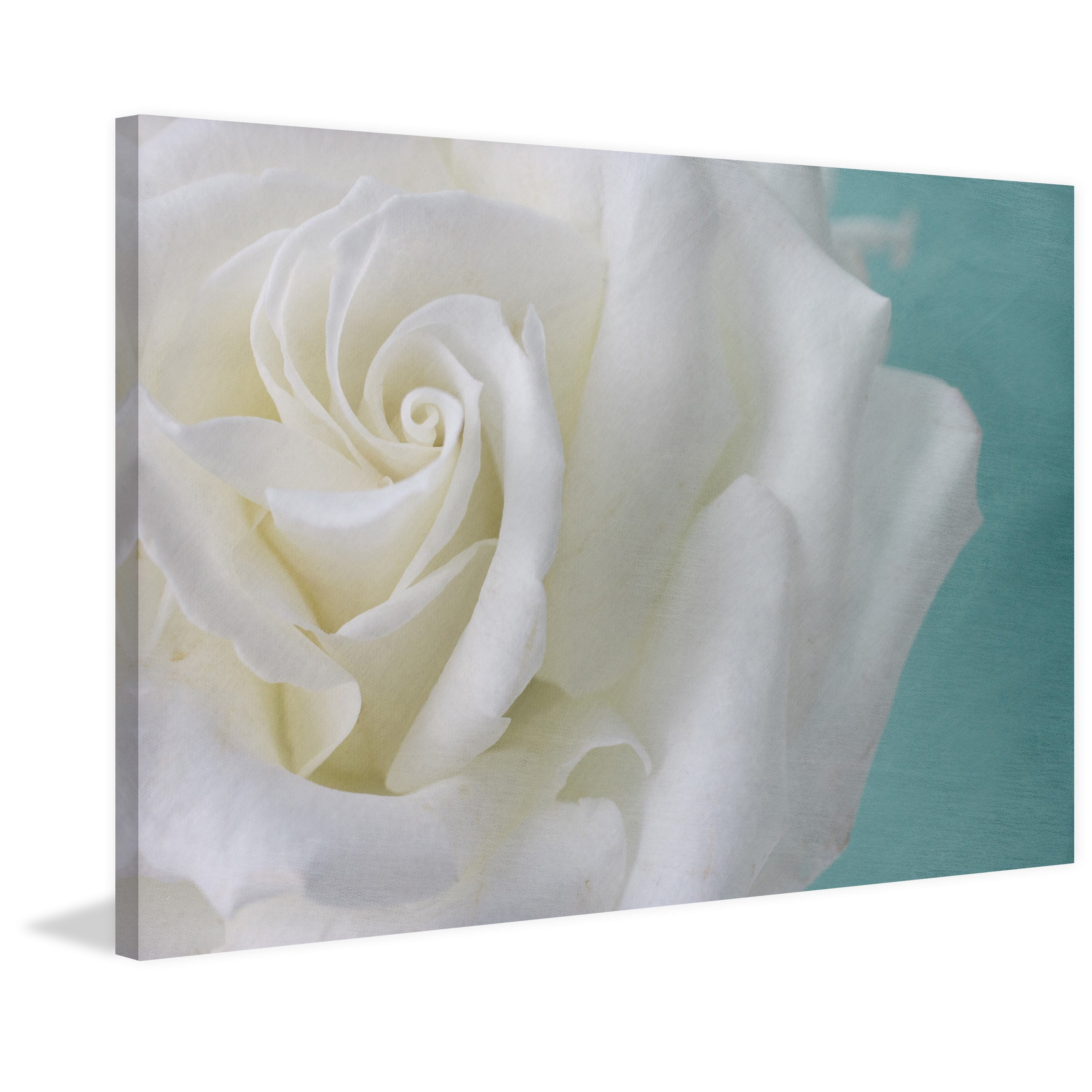 "Purity of the White Rose" Painting Print on Wrapped Canvas