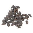 thumbnail image 1 of Bonsai Semillas de árboles frutales comestibles 20 semillas Semillas de plantas frutales para muebles para el hogar Balcón Jardín, 1 of 13