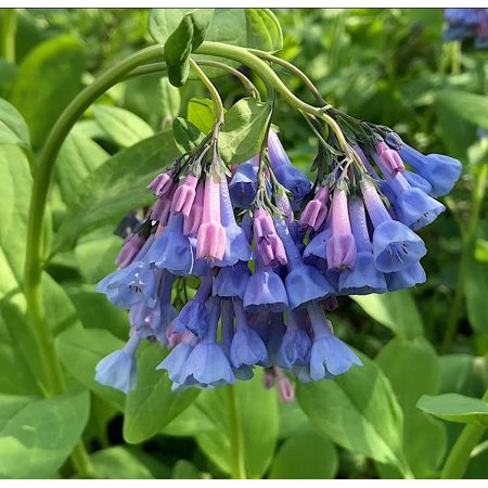 Virginia Bluebell wild flower shade lover (Mertensia) - 10 Roots