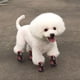 thumbnail image 3 of Methold Zapatos para mascotas TureClos, botas deportivas de interior, malla transpirable, algodón clásico, cremallera, calzado para mascotas Ropa para mascotas rojo cuatro Methold PT000055-04B, 3 of 6