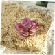 thumbnail image 4 of ADDHAT 5Ud Flor Decorativa De Simulación Multicolor Para Hogar Y Oficina, 4 of 8