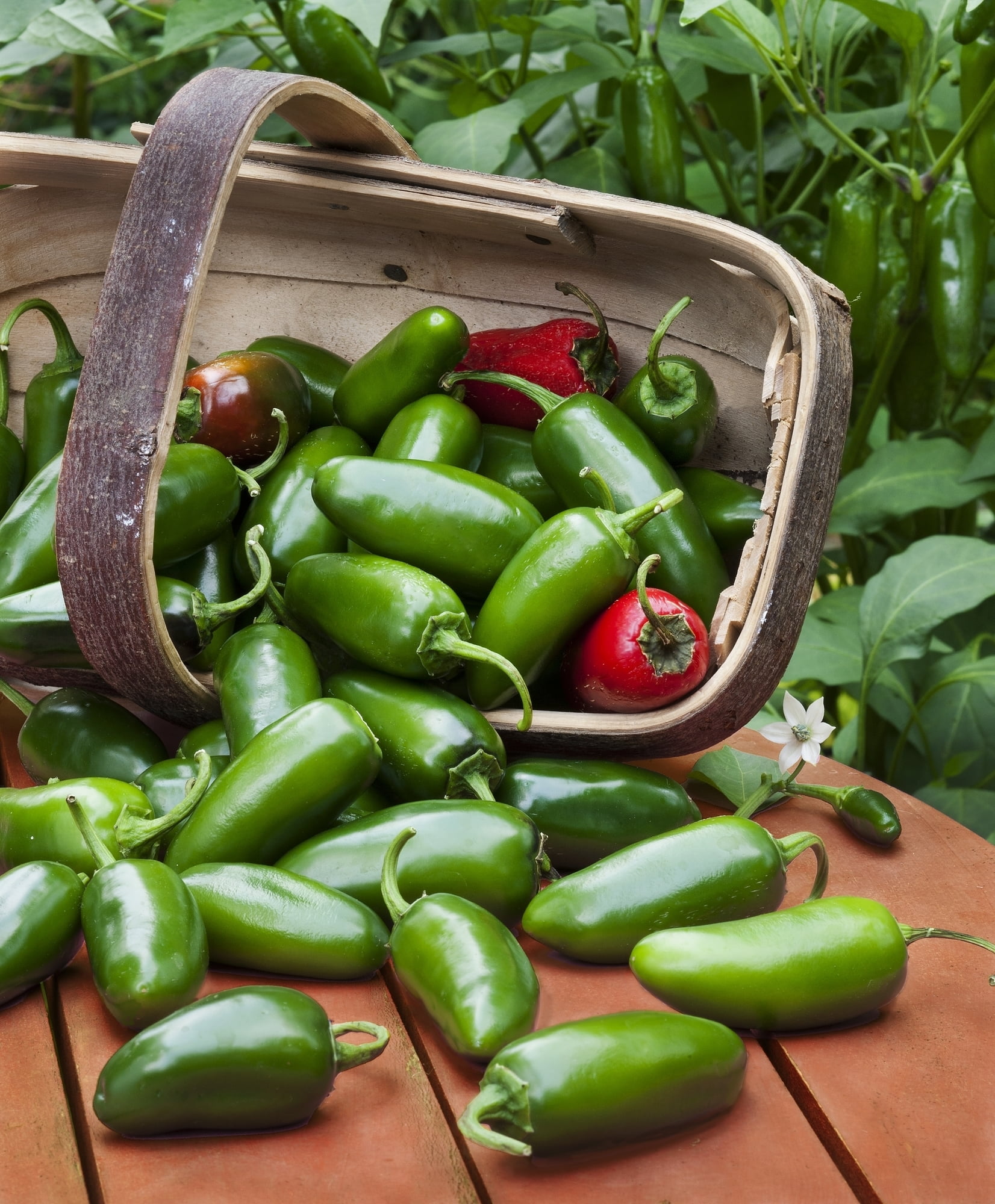 Bonnie Plants JalapeÃ±o Hot Pepper 2.32 qt.