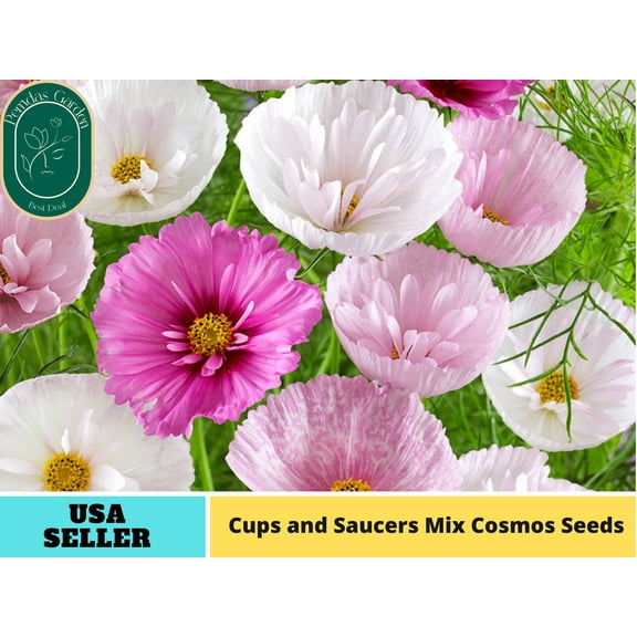 50  Seeds| Cupcakes and Saucers Mix Cosmos Seeds ~ Authentic Seeds ~ GMO Free ~ ~Flower seeds~ Vegetable ~ Asian Garden~ Flowers~ B5G1