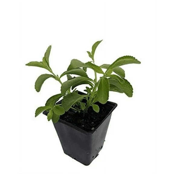 2 Stevia crenata Plant Herb Hardy Established Perennial - 4" Potted 1 Plant
