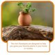 thumbnail image 4 of 9pcs Lightweight Mini Ceramic Nursery Pot Thickened Plant Nursery Pot Flower Breeding Contain, 4 of 4