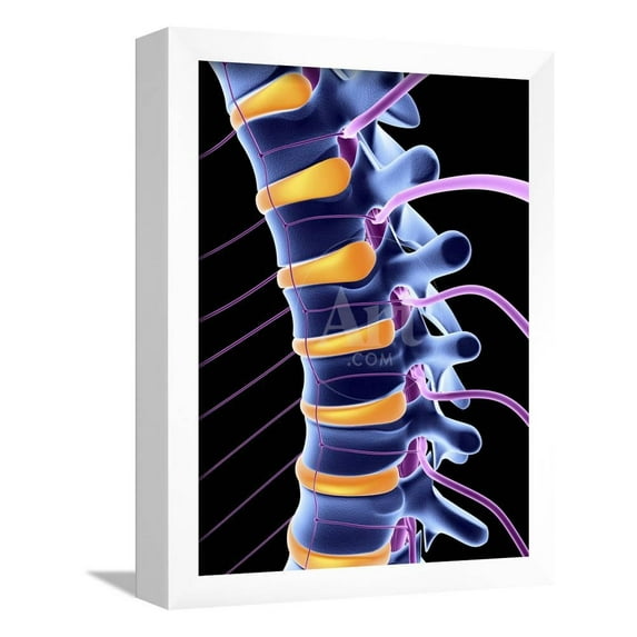 Spine And Spinal Nerves,computer Artwork, Framed Art Print Wall Art by PASIEKA Sold by Art.Com