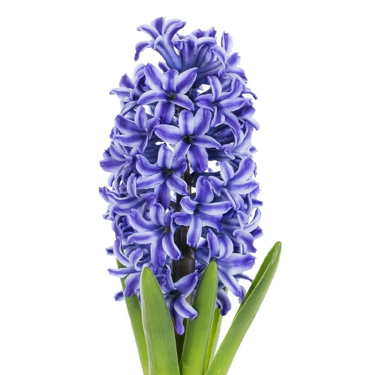 Expert Gardener 1PT Assorted Hyacinth Live Plant, Full Sun