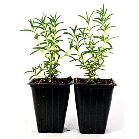 9GreenBox - Tuscan Blue Rosemary - 2 Pack (Best Place To Plant Rosemary)