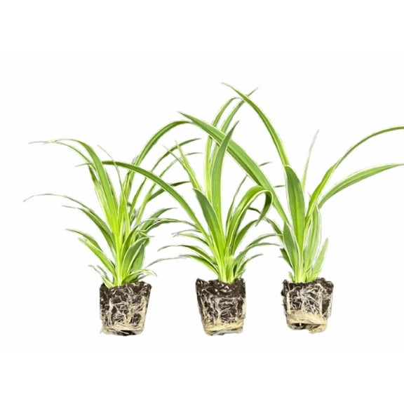 3 Pack Airplane Spider Plant - Live Indoor Houseplant | Air-Purifying, Low Maintenance, Thrives in Home & Office | Live Plants Indoor, Variegated Houseplant